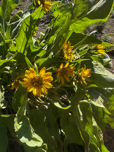 Balsamorhiza careyana, 2026-06-13