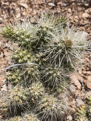 Cylindropuntia multigeniculata