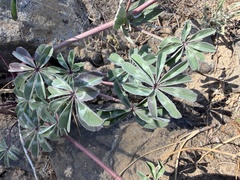 Trifolium macrocephalum, photograph (c) James H. Thomas, some rights reserved (CC BY)