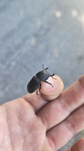 Lesser Stag Beetle