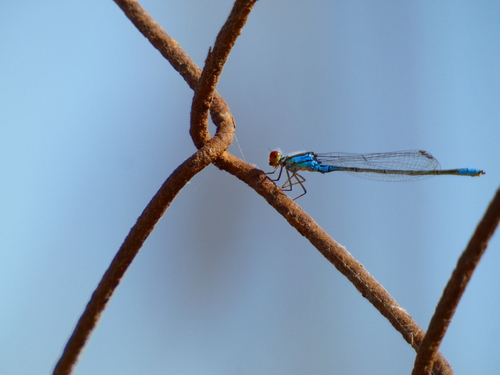 Small Red-eyed Damselfly