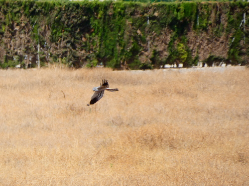 Montagu's Harrier