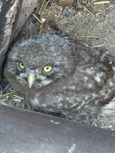 Little Owl