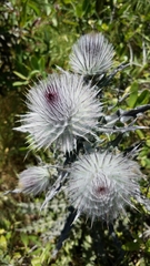 Cirsium occidentale occidentale