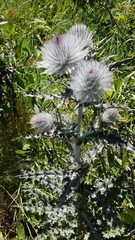 Cirsium occidentale occidentale