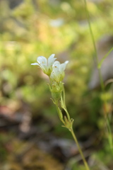 Saxifraga rosacea, photograph (c) marius, some rights reserved (CC BY)