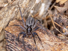 Tuxoctenus gloverae