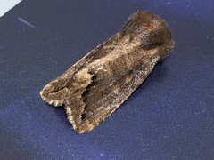 Orthosia garmani