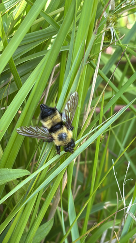 iNaturalist observation photo of Eastern Yellow-backed Laphria