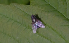 Eudasyphora cyanella