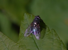Eudasyphora cyanella