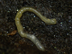 Oligochaeta