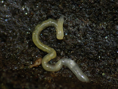 Oligochaeta