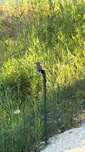 Eurasian Jay