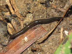 Kontikia ventrolineata