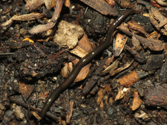 Kontikia ventrolineata