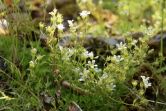 Saxifraga rosacea