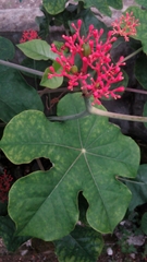 Jatropha podagrica