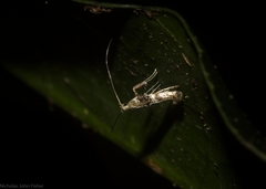 Cyphosticha panconita