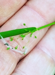 Dichanthelium ensifolium