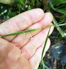 Dichanthelium ensifolium