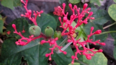 Jatropha podagrica