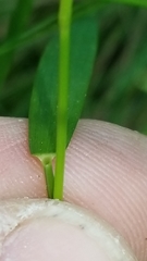 Dichanthelium ensifolium