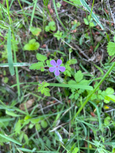 Herb Robert