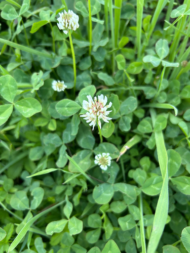 white clover
