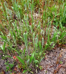 Plantago hookeriana