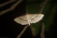 Addaea subtessellata