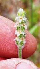 Plantago hookeriana