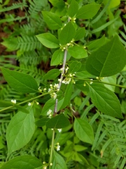 Ilex ambigua