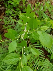 Ilex ambigua