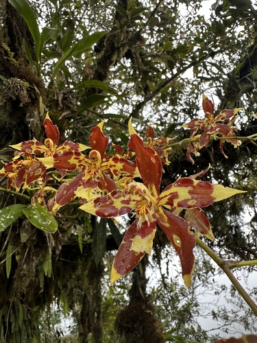 Oncidium luteopurpureum, photograph 5