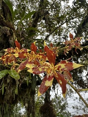 (c) Nicolás Baresch Uribe, some rights reserved (CC BY) Oncidium luteopurpureum, photograph (c) Nicolás Baresch Uribe, some rights reserved (CC BY)