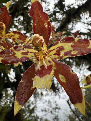 Oncidium luteopurpureum, photograph 6
