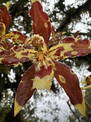 Oncidium luteopurpureum, photograph (c) Nicolás Baresch Uribe, some rights reserved (CC BY)
