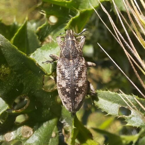 Large Thistle Weevil
