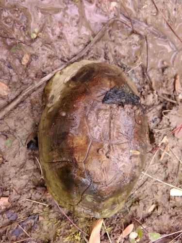 Terrapene carolina