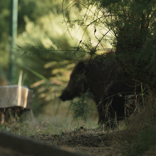 Wild Boar