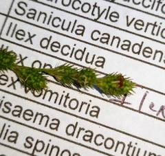 Carex longii