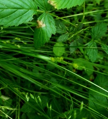 Carex longii