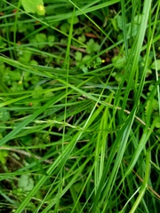Carex debilis