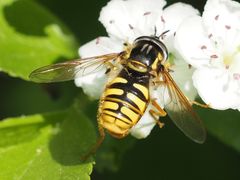 Chrysotoxum cautum