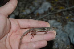Aspidoscelis angusticeps angusticeps