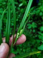 Carex abscondita