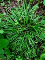 Carex abscondita