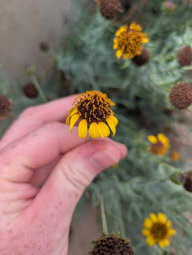Helianthus ciliaris, photograph 6
