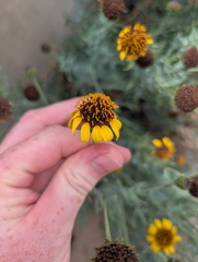Helianthus ciliaris, photograph author not stated, no rights reserved